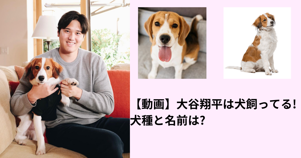 【動画】大谷翔平は犬飼ってる!犬種と名前は?MVPにてかわいいと話題に!